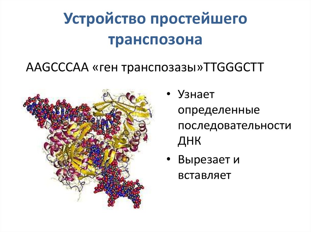 Устройство простейшего транспозона