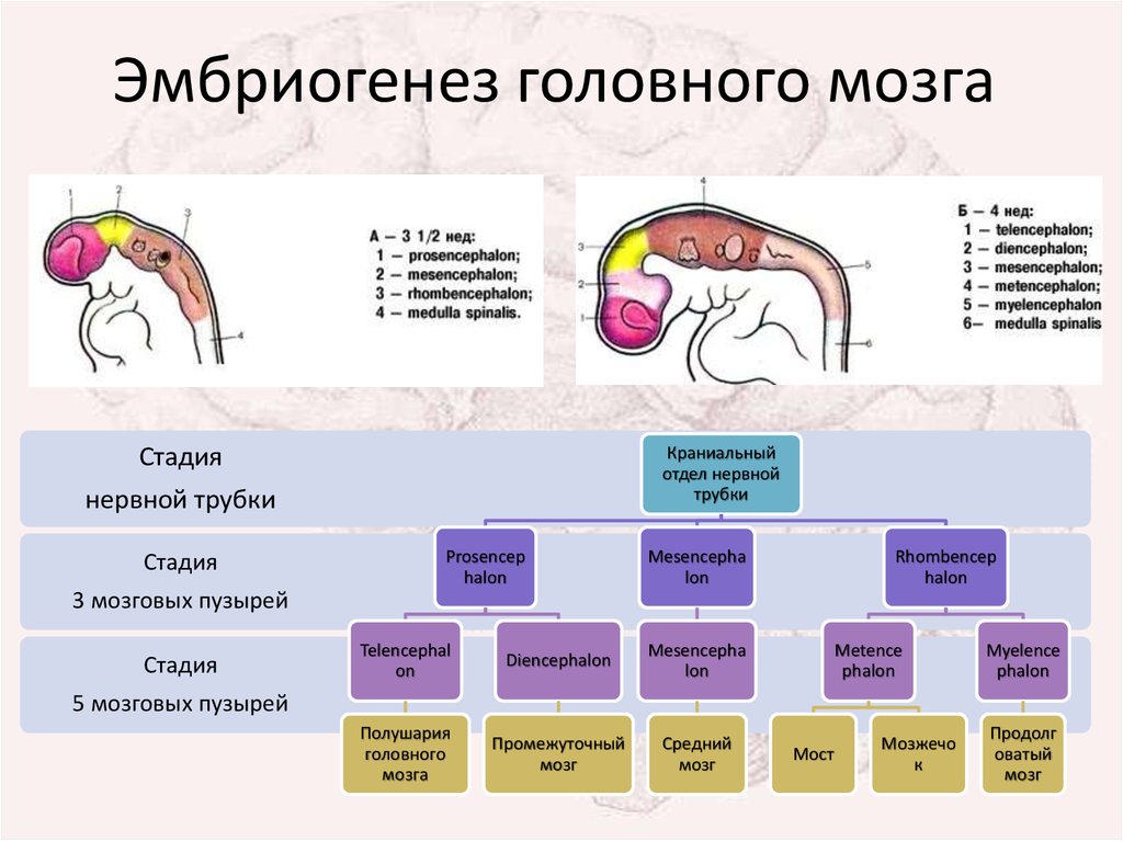 Головной мозг образован клетками. Стадии развития мозга эмбриогенез. Стадии развития головного мозга человека анатомия. Этапы эмбриональное развитие головного мозга человека. Отделы головного мозга эмбриогенез.