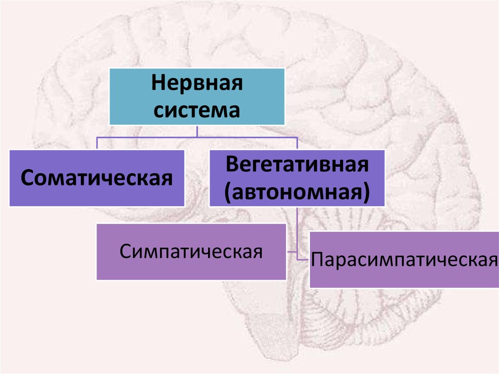Нервная система делится на центральную и. Соматическая нервная система. Вегетативной (автономной) и соматической нервной системы.. Функции соматической нервной системы. Соматическая и автономная нервная система.