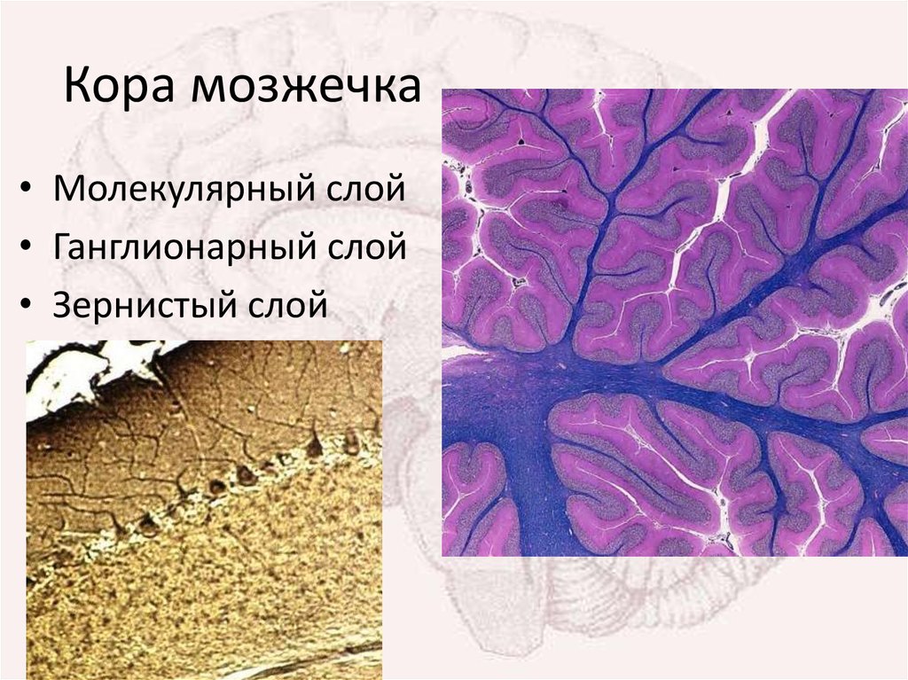 Схема коры мозжечка