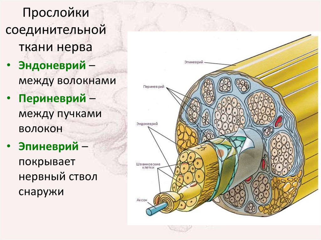 Строение нерва оболочки. Эндоневрий периневрий эпиневрий. Строение периферического нерва эндоневрий. Эпиневрий периневрий эндоневрий нервные волокна. Периферический нерв эпиневрий периневрий.