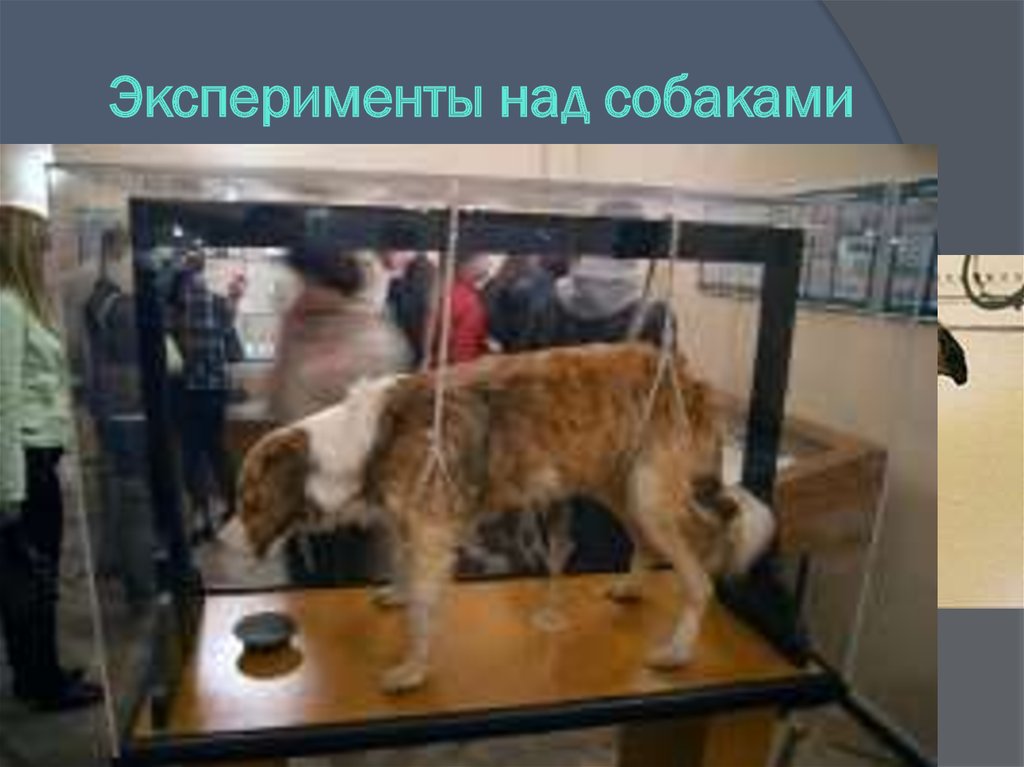 Эксперименты над собаками