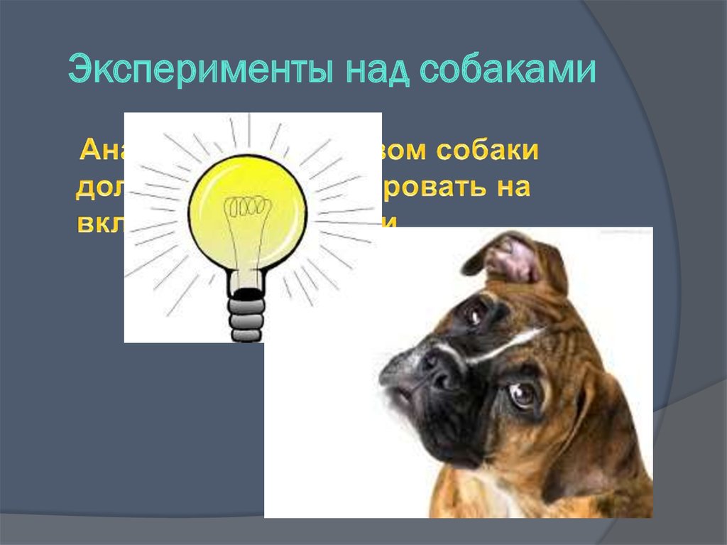 Над собаками. Собака Павлова. Опыты Павлова на включение лампочки. Опыт Декарта над собакой. Опыты Лаптева над собакой.