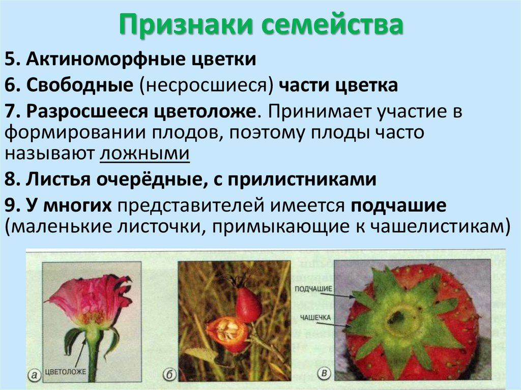 Розоцветные плод коробочка