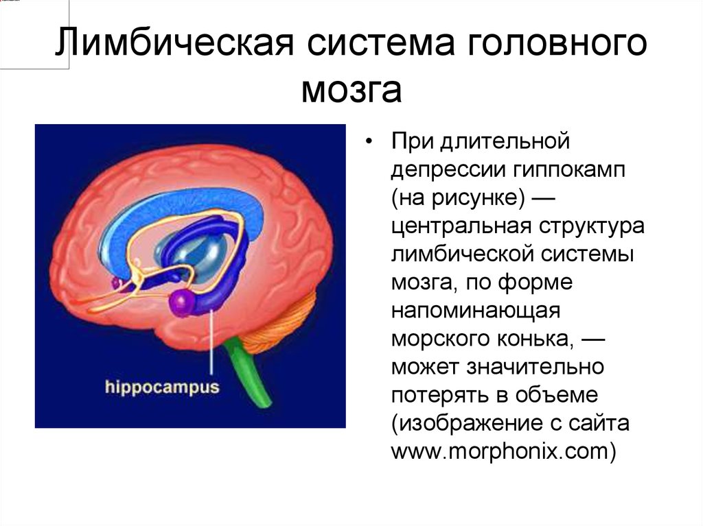 Лимбическая система мозга фото