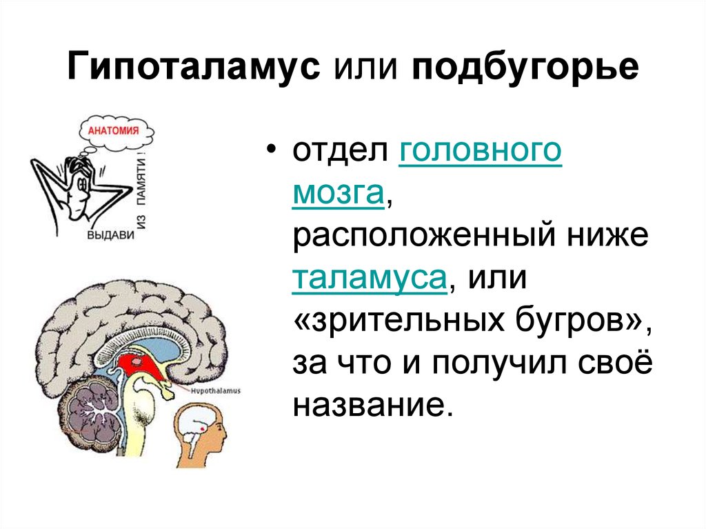 Таламус и гипоталамус какой отдел мозга. Подбугорье гипоталамус. Продолговатый мозг таламус гипоталамус гипофиз. 3 Желудочек головного мозга и гипоталамус. Функции гипоталамуса головного мозга.
