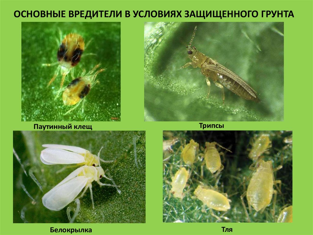 Вредители растений презентация