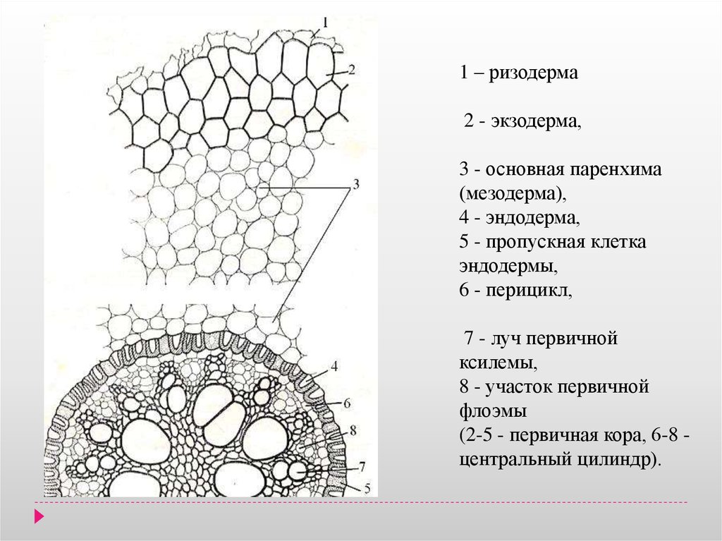 Рисунок первичное строение корня