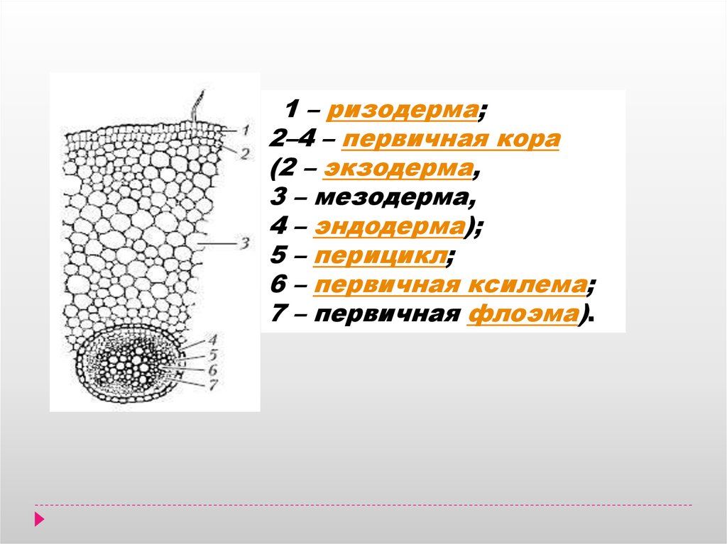 Эпиблема корня. Поперечный срез корня ризодерма. Ризодерма корня строение. Эндодерма и перицикл. Эпиблема корня строение.