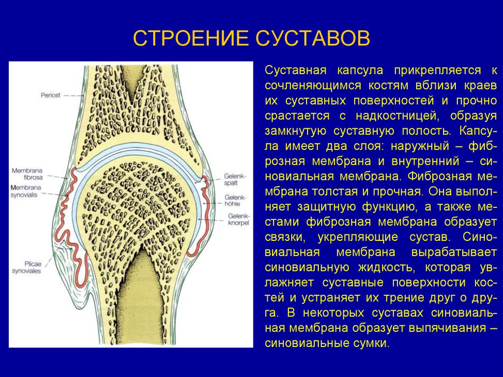 Внутренняя поверхность костей. Межхрящевые суставы суставные поверхности. Синовиальная мембрана суставной капсулы. Суставная капсула строение. Основные элементы строения сустава.
