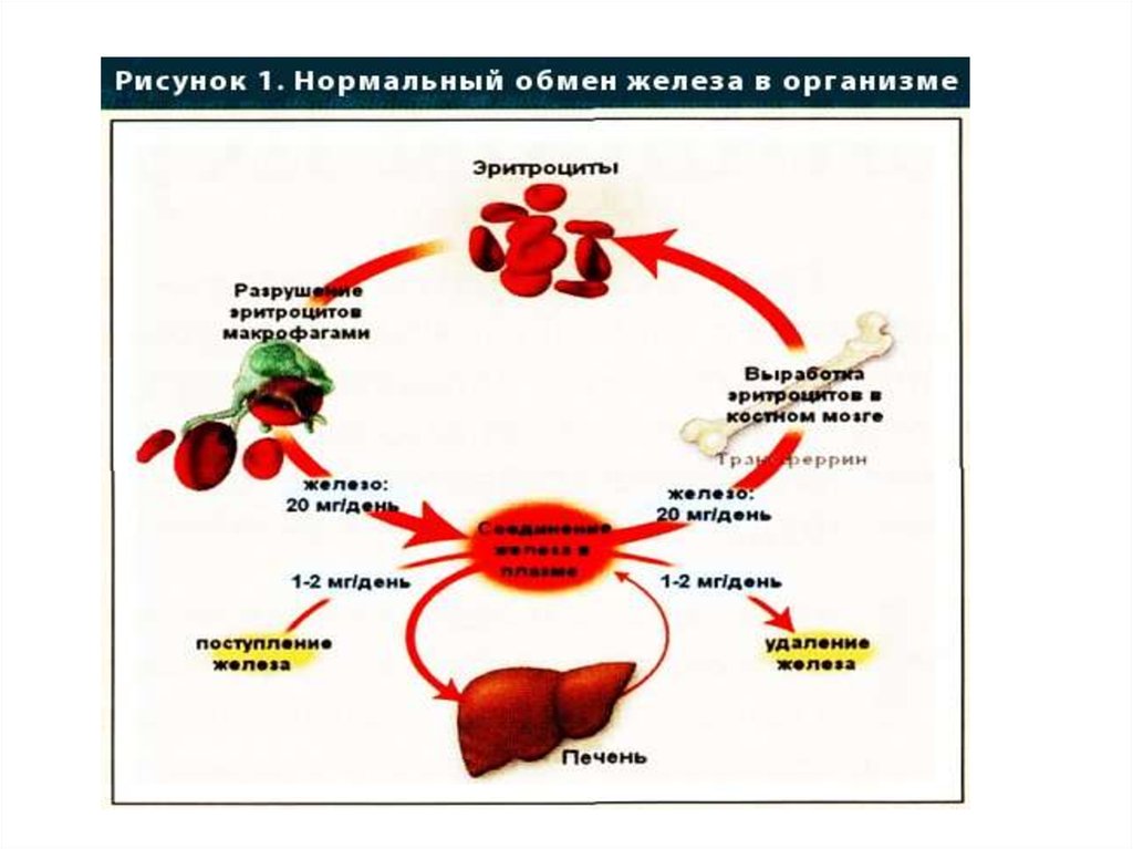 Нарисовать нормальную гепатограмму