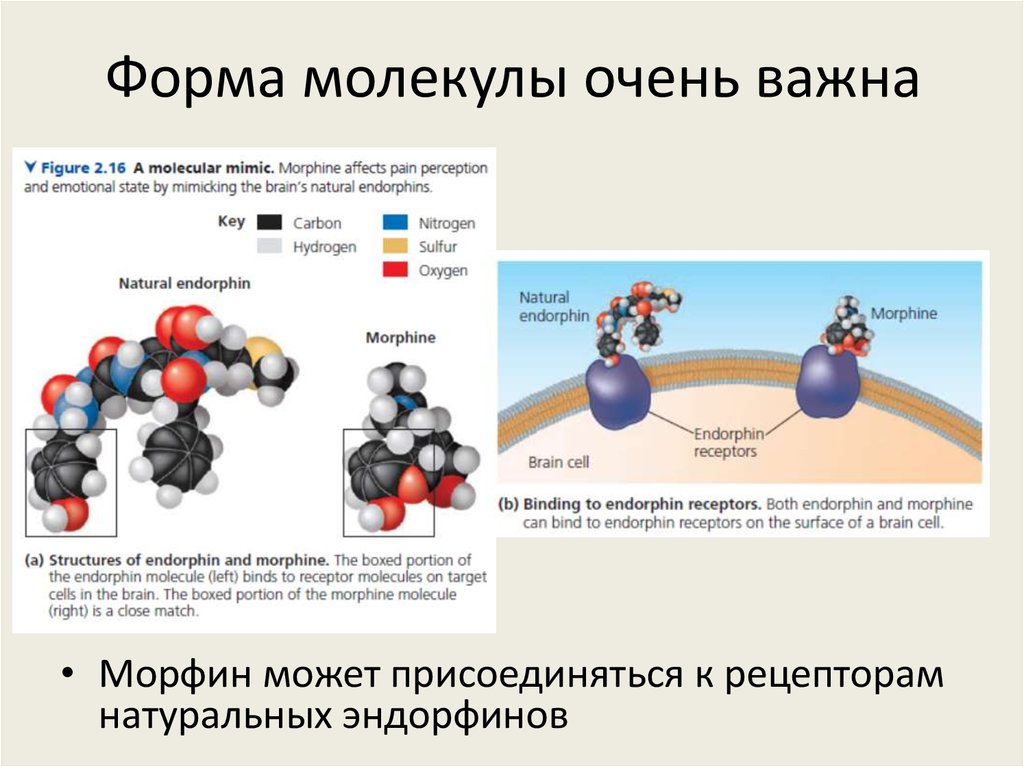 Молекулярная форма реакции