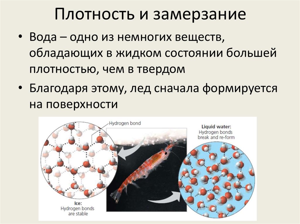 Плотность и замерзание