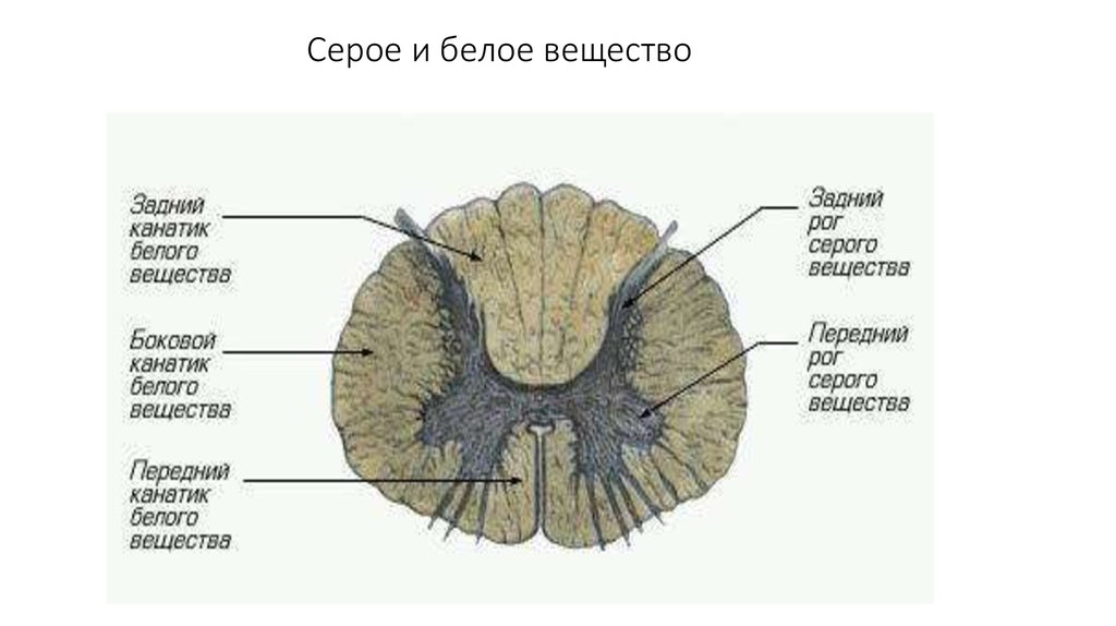 Спинной мозг на поперечном разрезе рисунок