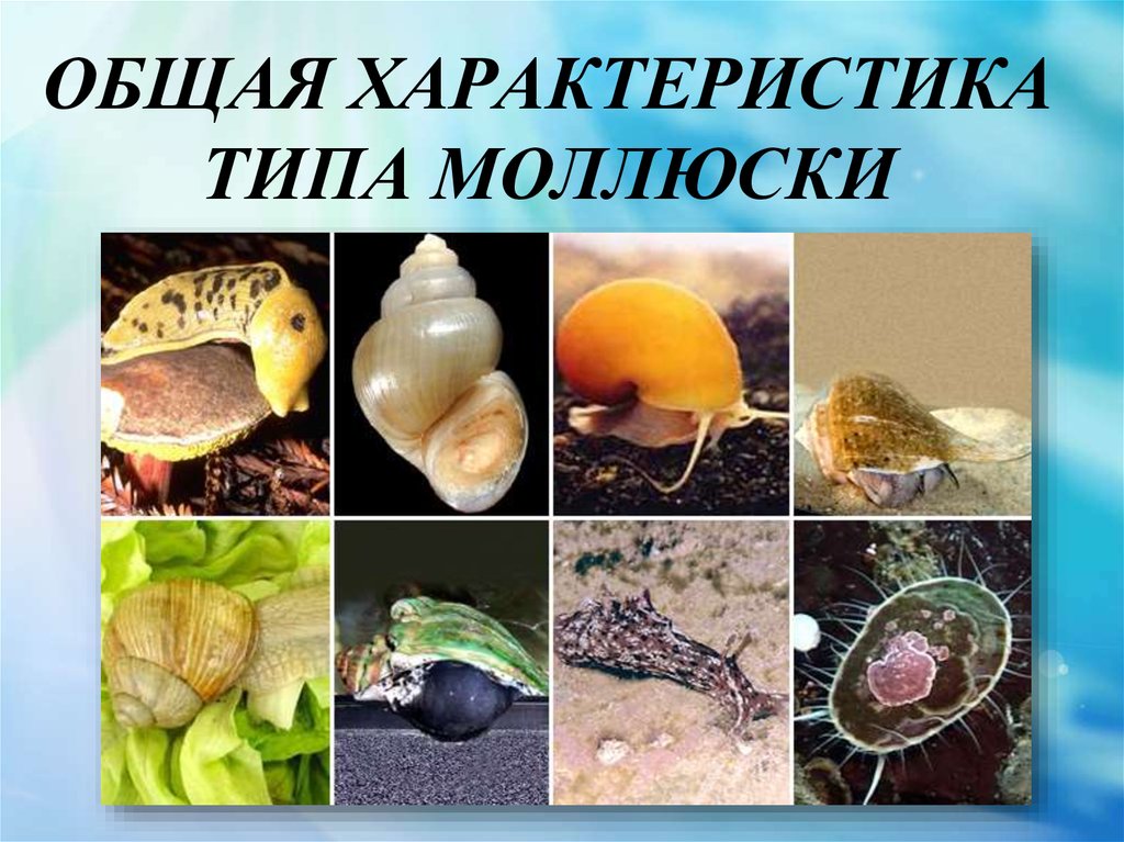 Презентация тип моллюски общая характеристика 7 класс презентация