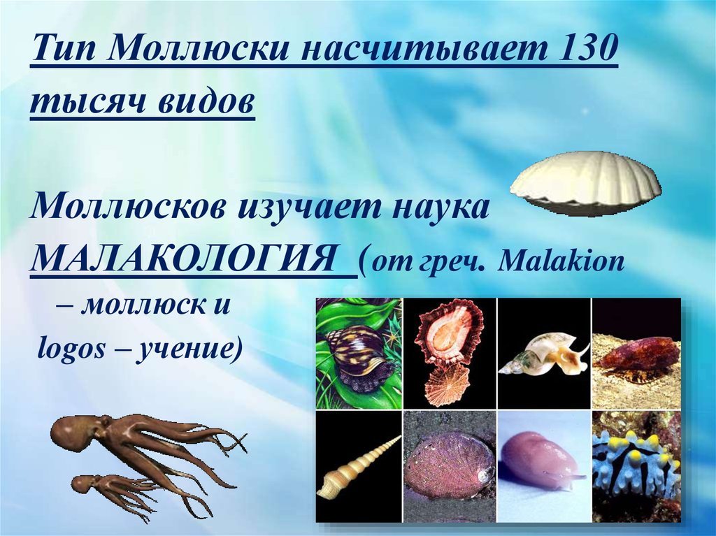 Презентация моллюски 7 класс