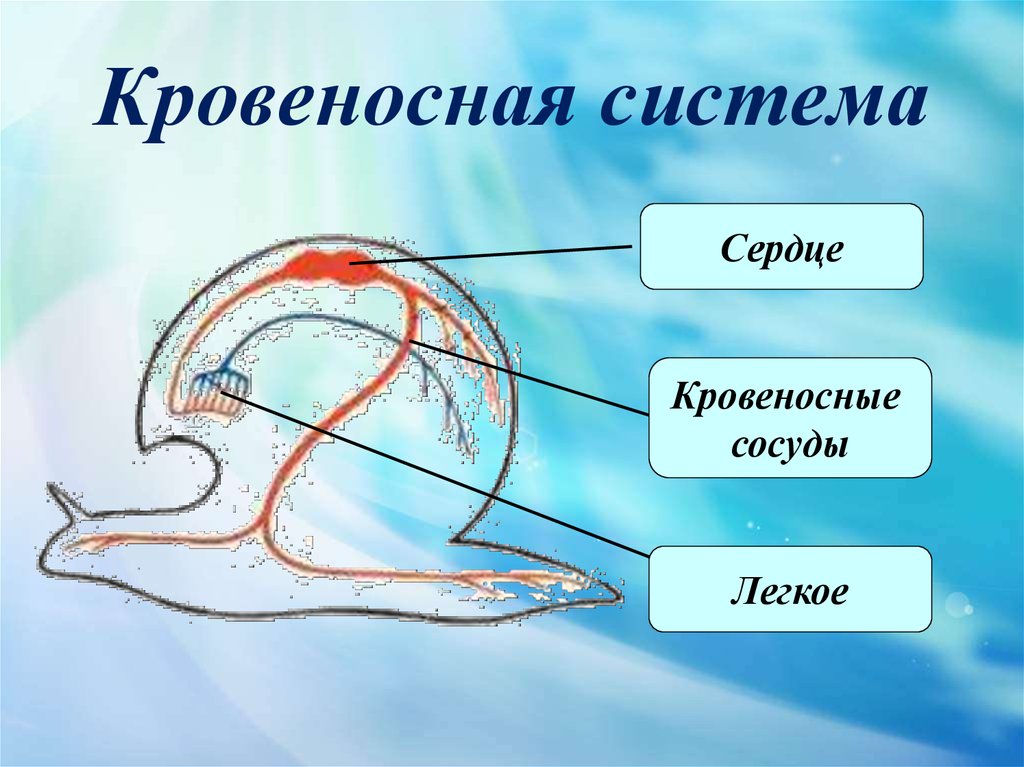 Сердце моллюсков. Кровеносная моллюсков. Моллюски кровеносная система. Кровеносная система головоногих. Тип кровеносной системы у моллюсков.