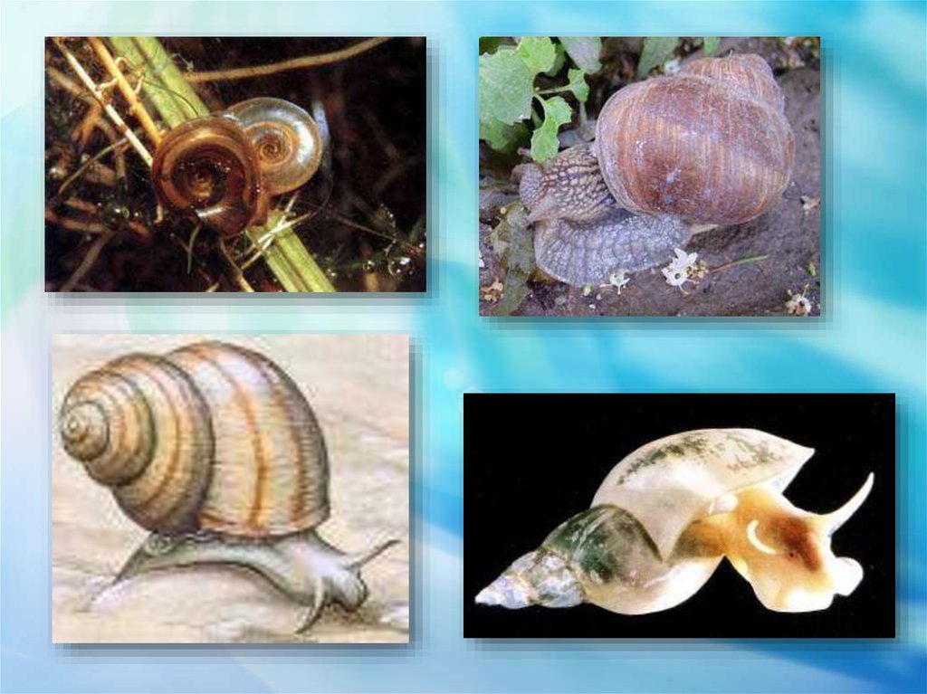 Защита моллюска. Моллюски биология 5 класс. Моллюски коллаж. Эволюция моллюсков. Тип моллюски передвижение.