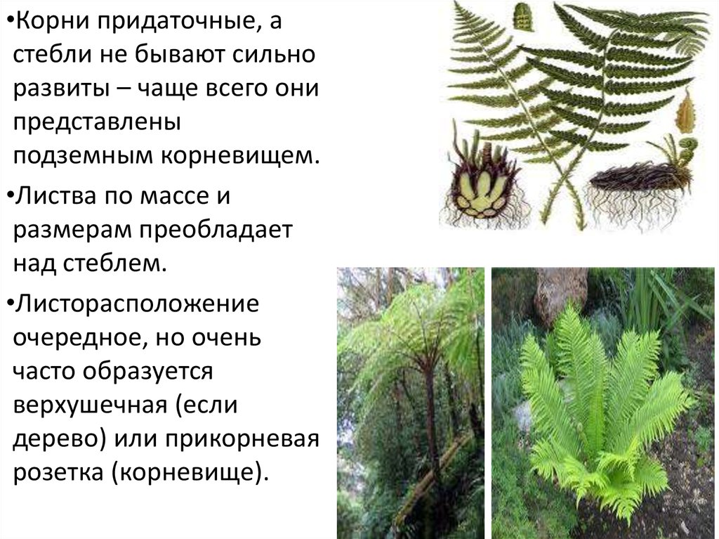 Примеры растений относящихся к папоротниковидным