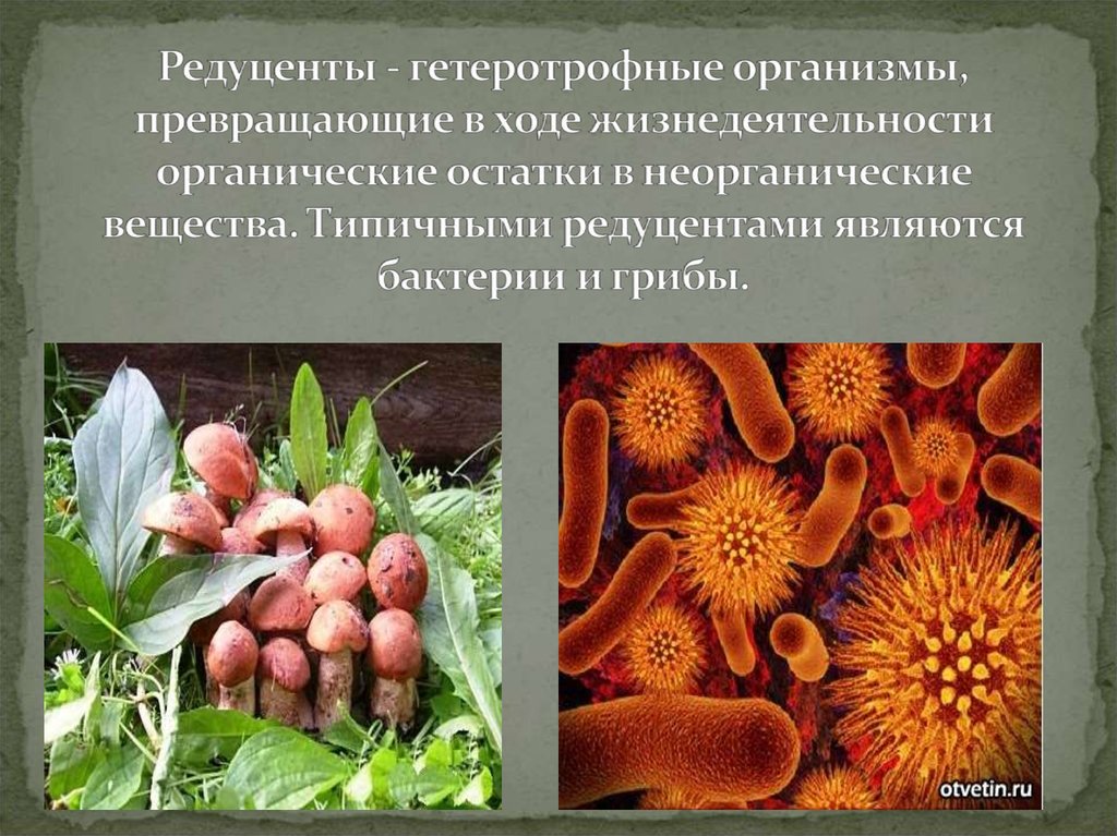 Растения являются продуцентами органических веществ. Редуценты Разрушители грибы. Редуценты деструкторы. Грибы и бактерии редуценты. Микроорганизмы редуценты.