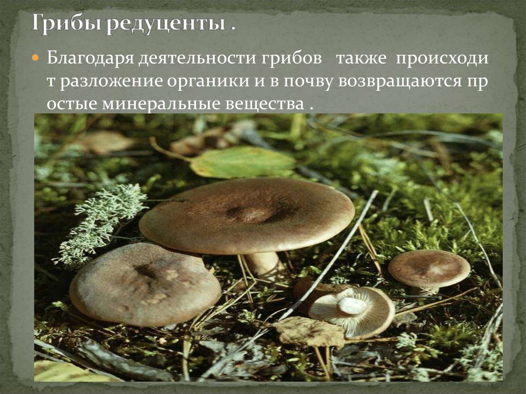 Экология. Редуценты - презентация онлайн