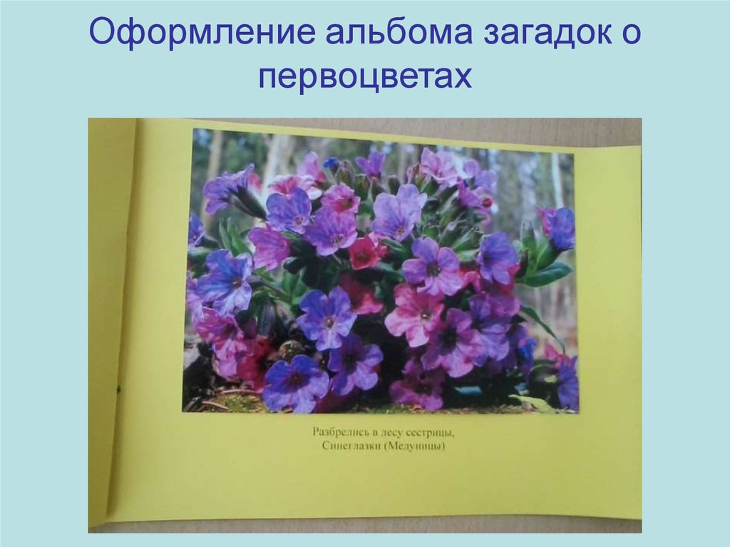 Загадки про первоцветы. Первоцветы для дошкольников. Альбом первоцветы. Детям о первоцветах в детском саду. Оформление -альбомов о первоцветах.