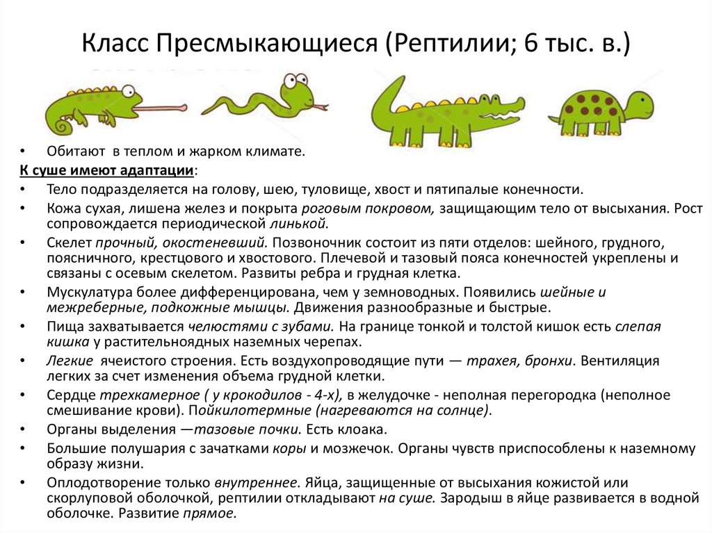 Общая характеристика класса рептилии