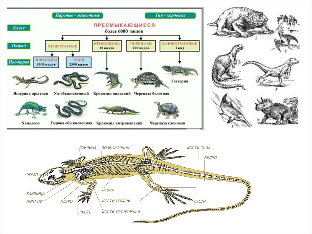 Биология тест тип хордовые. Классификация животных типа Хордовые. Примеры хордовых животных. Хордовые рептилии млекопитающие. Хордовые пресмыкающиеся.