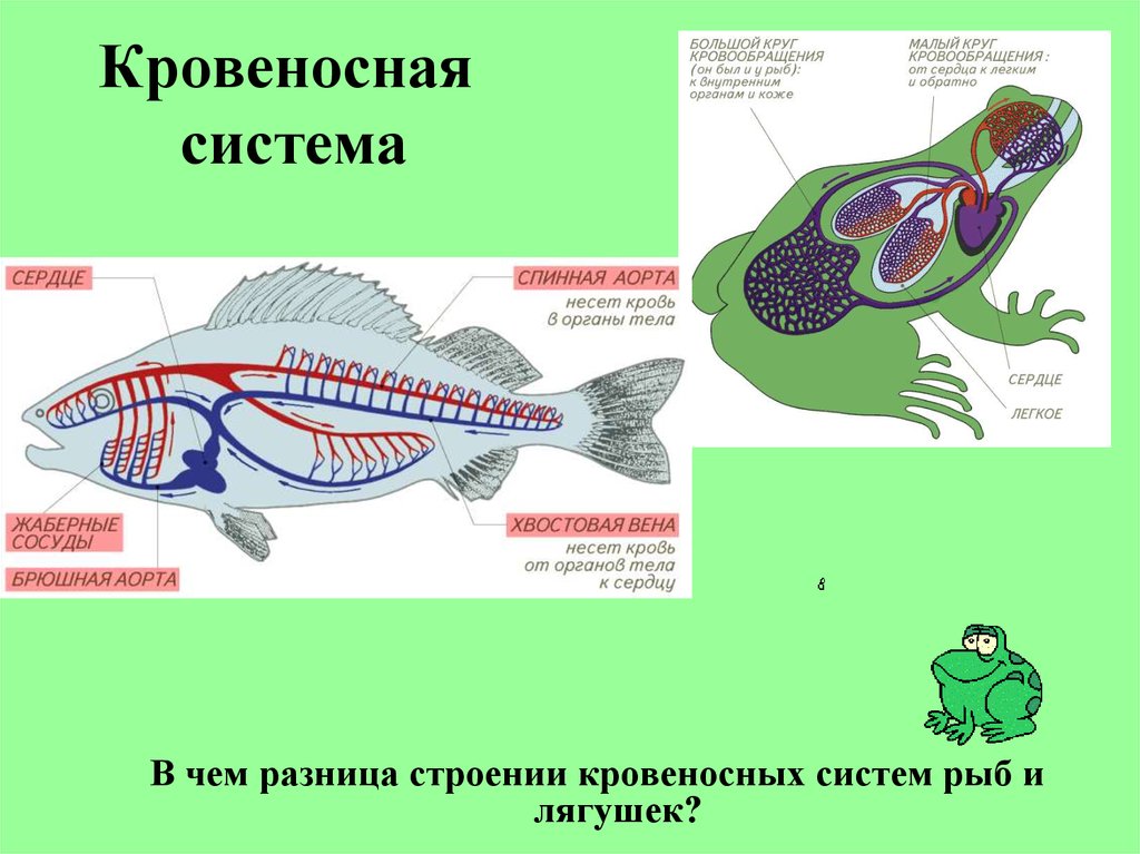 У рыб 1 круг кровообращения. Кровеносная система рыб. Кровеносная система рыбы и лягушки. Схема строения кровеносной системы рыб. Строение сердца и кровеносной системы рыбы.