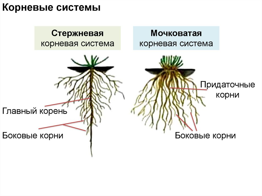Какие существуют корни. Строение мочковатой корневой. Типы корневых систем стержневая и мочковатая. Строение стержневой и мочковатой корневых систем. Мочковатая корневая система.
