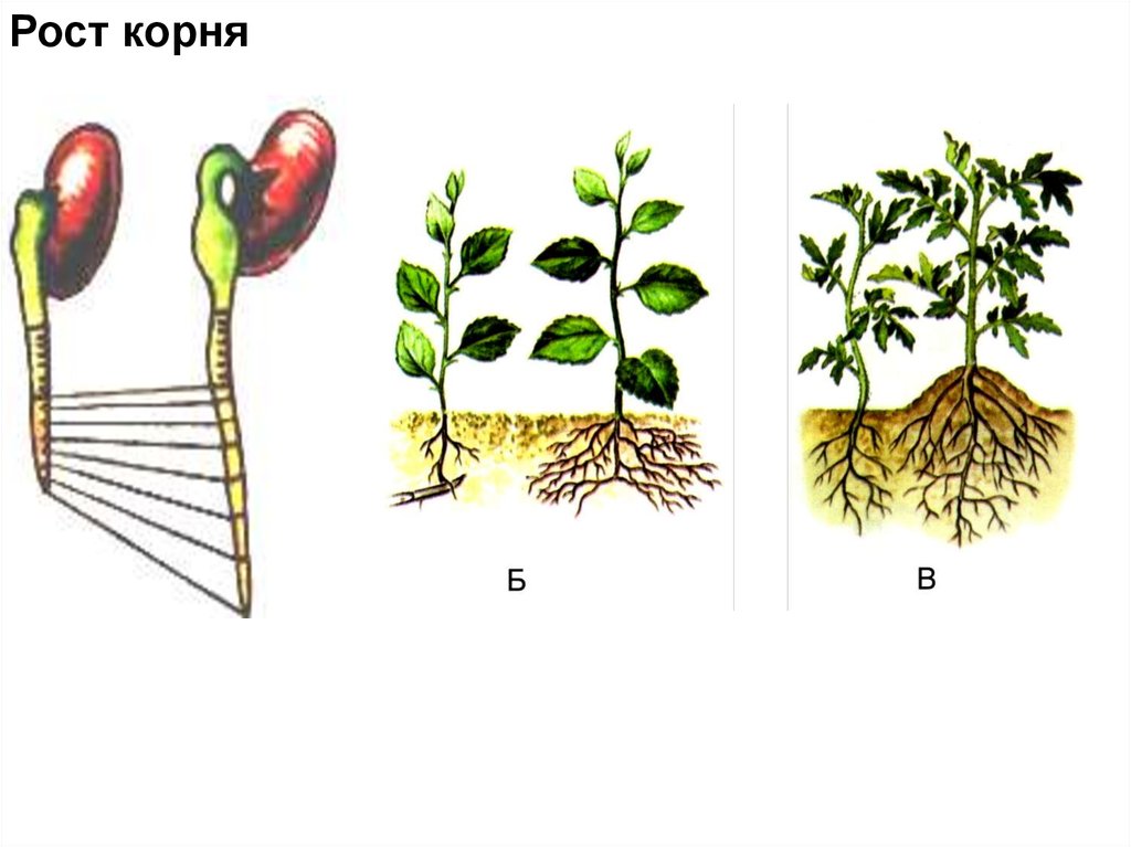 Процессы роста корня. Рост корня биология 6 класс. Рост корня в длину. Рост корня опыт. Верхушечный рост корня.