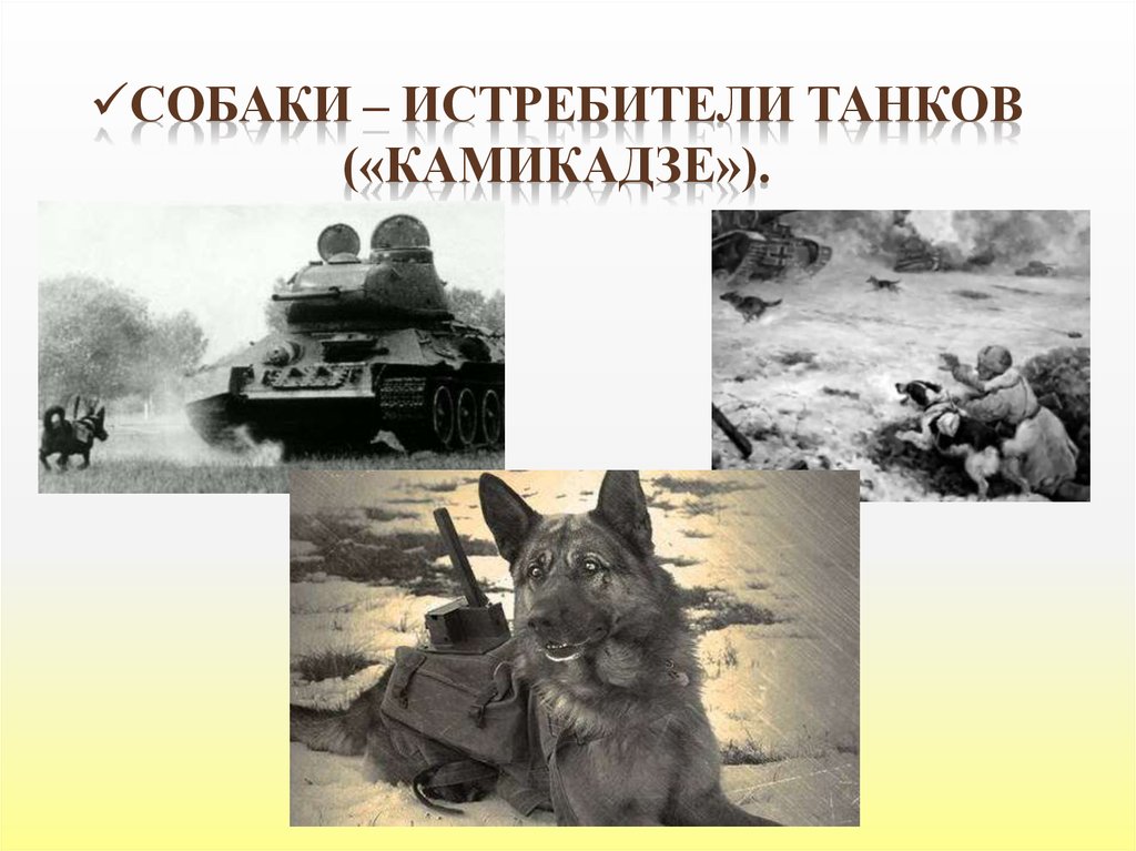 Собаки – истребители танков («Камикадзе»).