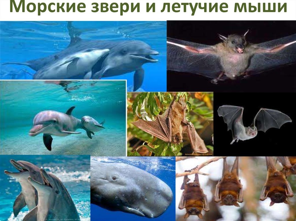 Морские звери и летучие мыши