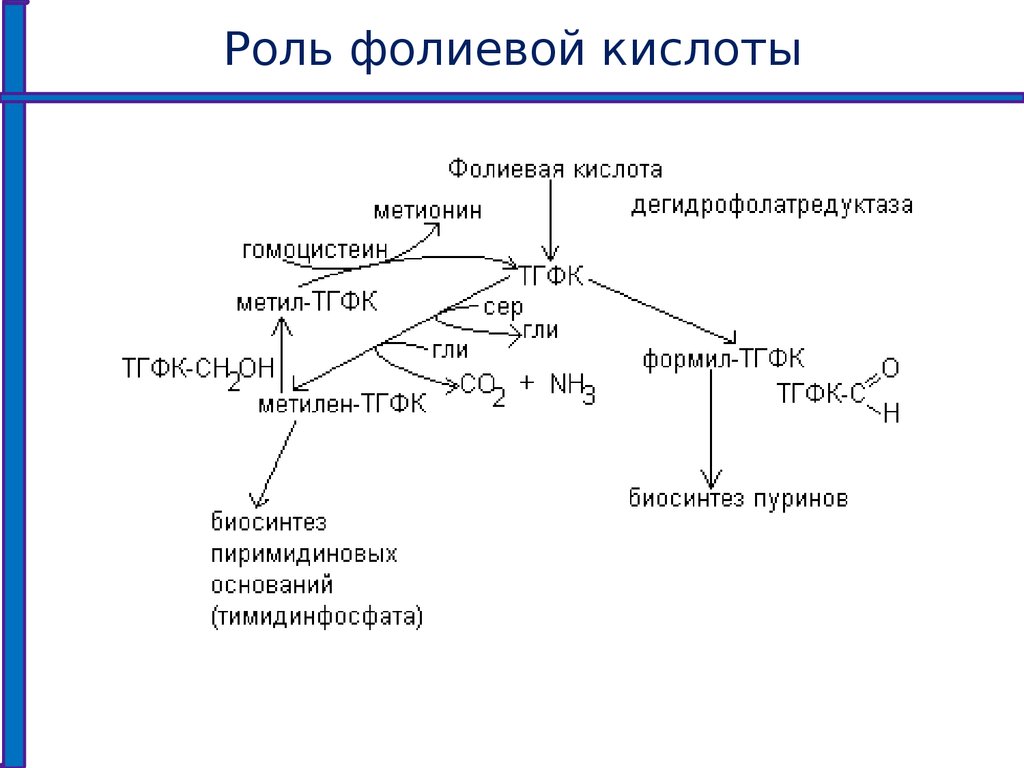 Фолиевый обмен. Синтез фолиевой кислоты схема. Механизм действия фолиевой кислоты. Механизм действия антагонистов фолиевой кислоты схема. Метаболизм фолиевой кислоты.
