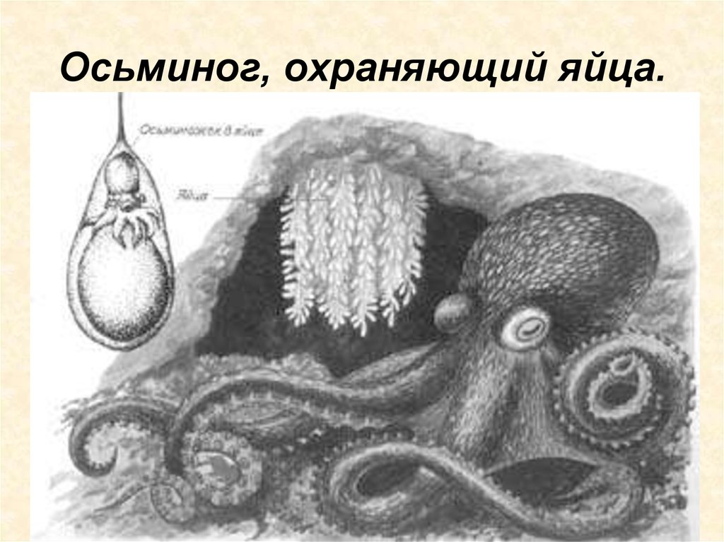 Половая головоногих. Головоногие моллюски размножение. Осьминог Аргонавт размножение. Размножение и развитие головоногих моллюсков. Размножения головоногих осьминог.