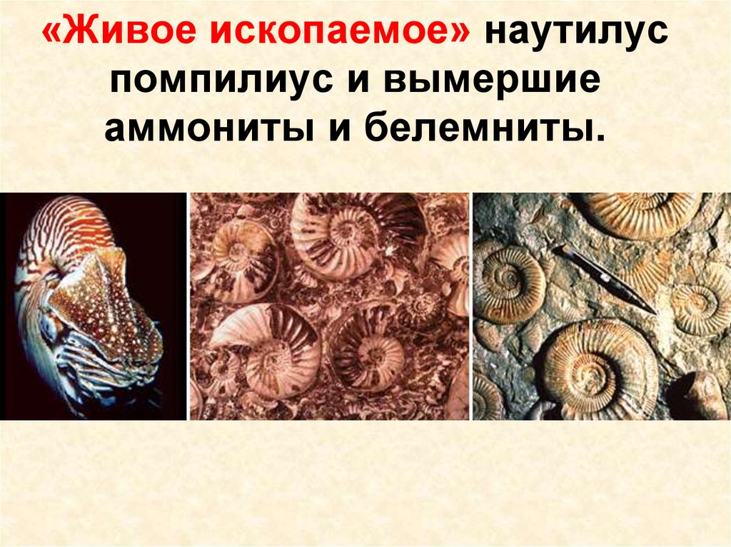 Живые ископаемые сообщение по биологии. Вымершие моллюски аммониты. Моллюски аммониты и белемниты. Головоногие моллюски аммониты и белемниты. Окаменелости аммониты и белемниты.