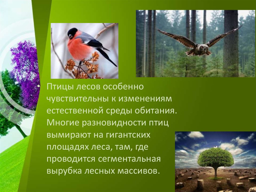 Птицы особенно чутки. Лесные птицы среда обитания. Птицы леса доклад. Рассказ о любой птице леса. Вырубка лесов птицы.