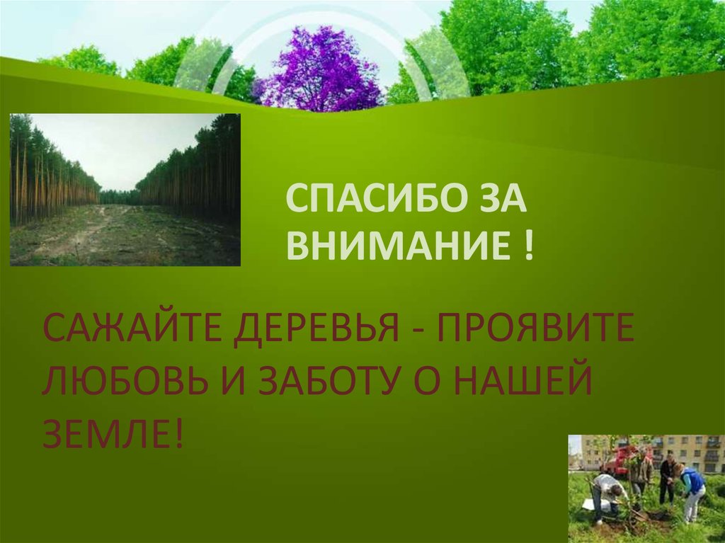 Лесу внимание. Спасибо за внимание лес. Спасибо за внимание дерево. Спасибо за внимание ООПТ. Спасибо за внимание леса.