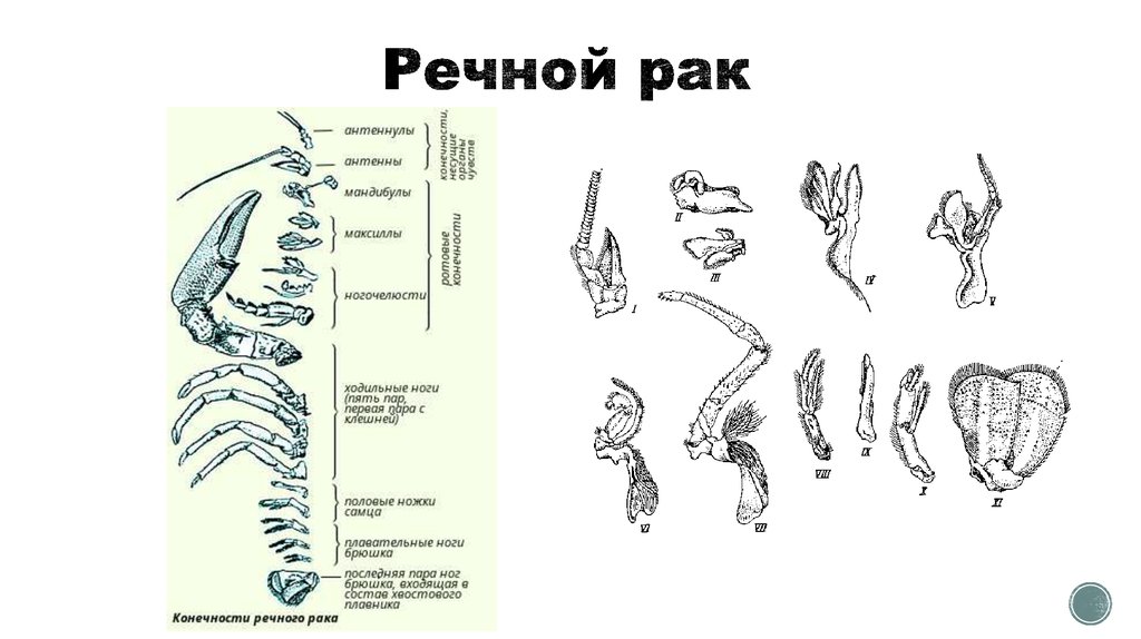 Пар ходильных ног у речного рака