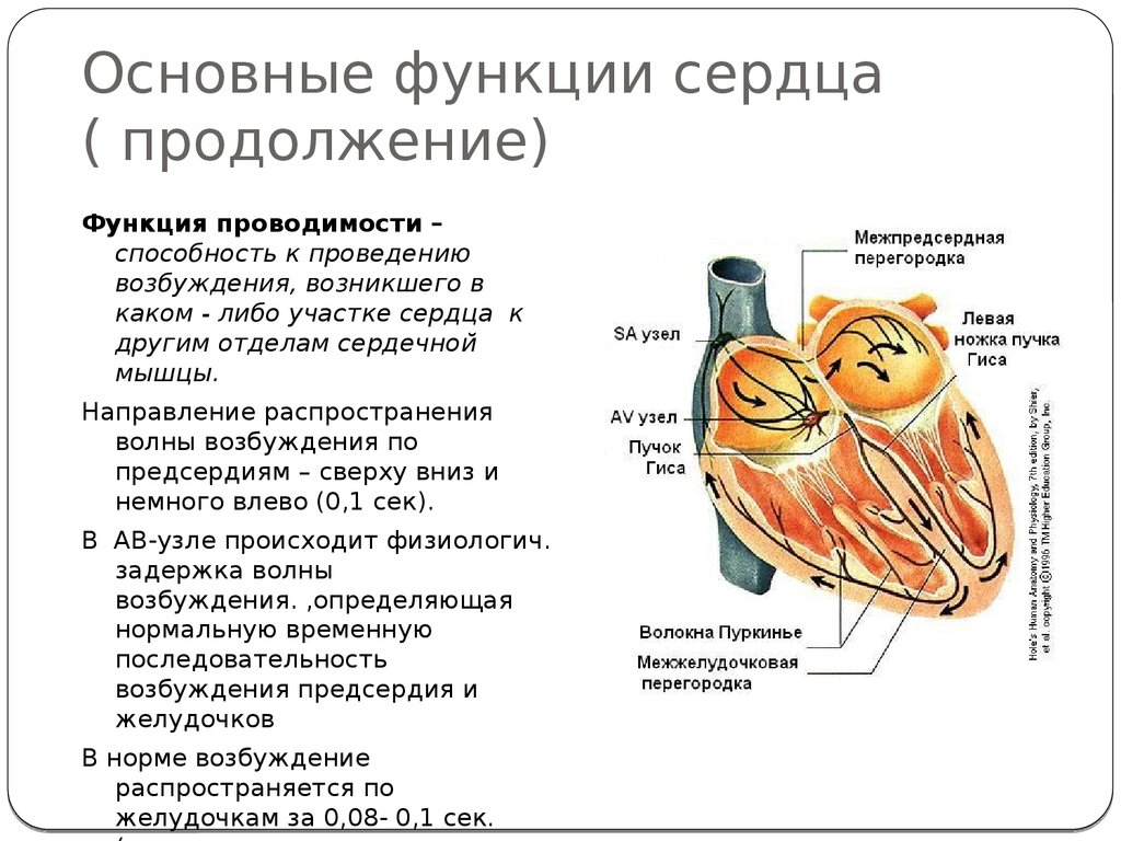 Блокада сердца что это простыми словами