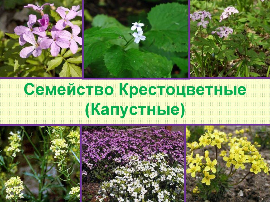 Семейство крестоцветные фото