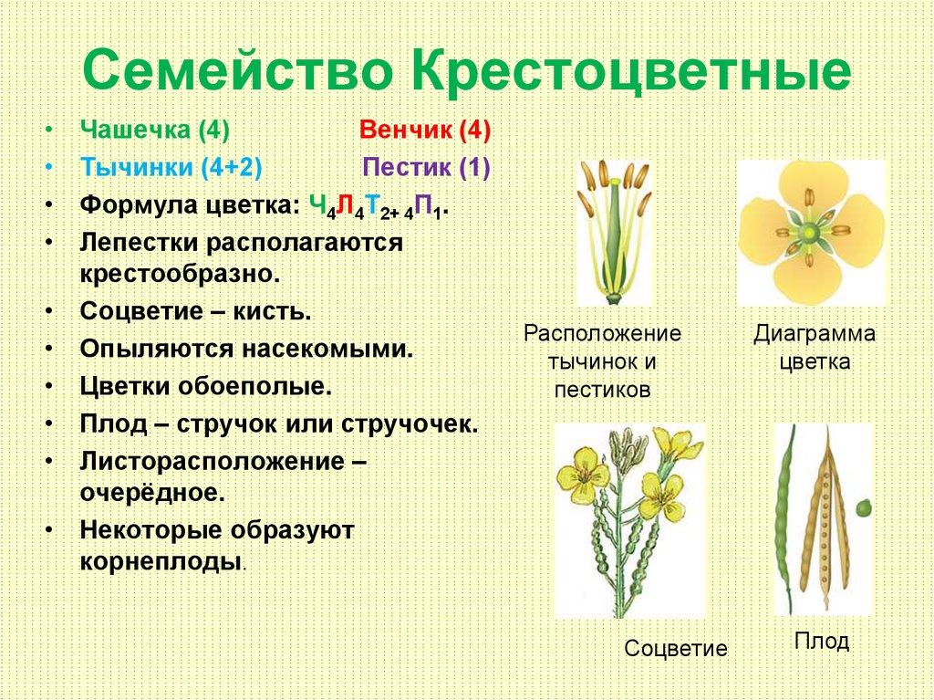 Количество лепестков кратно 3. Растения семейства крестоцветных. Семейство крестоцветных растений представители. Класс двудольные семейство крестоцветные представители. Семейство крестоцветные соцветие кисть.