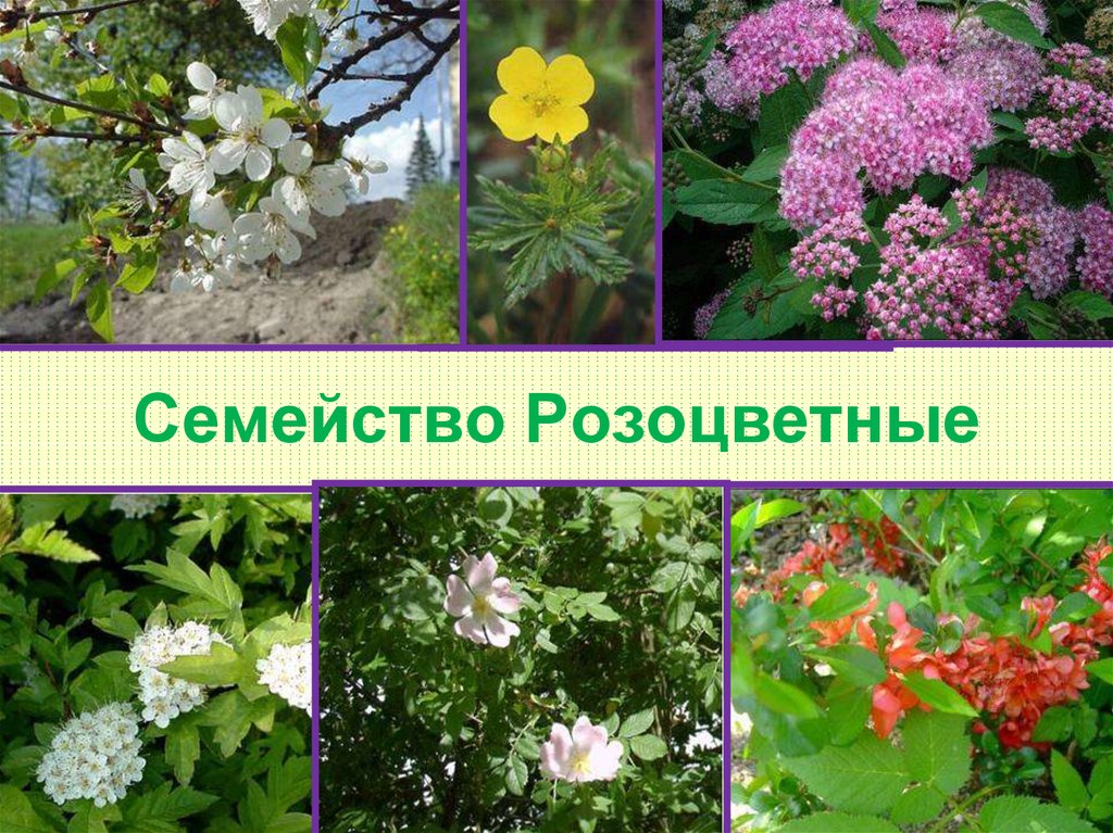 Rosaceae Р РѕР·РѕС†РІРµС‚РЅС‹Рµ