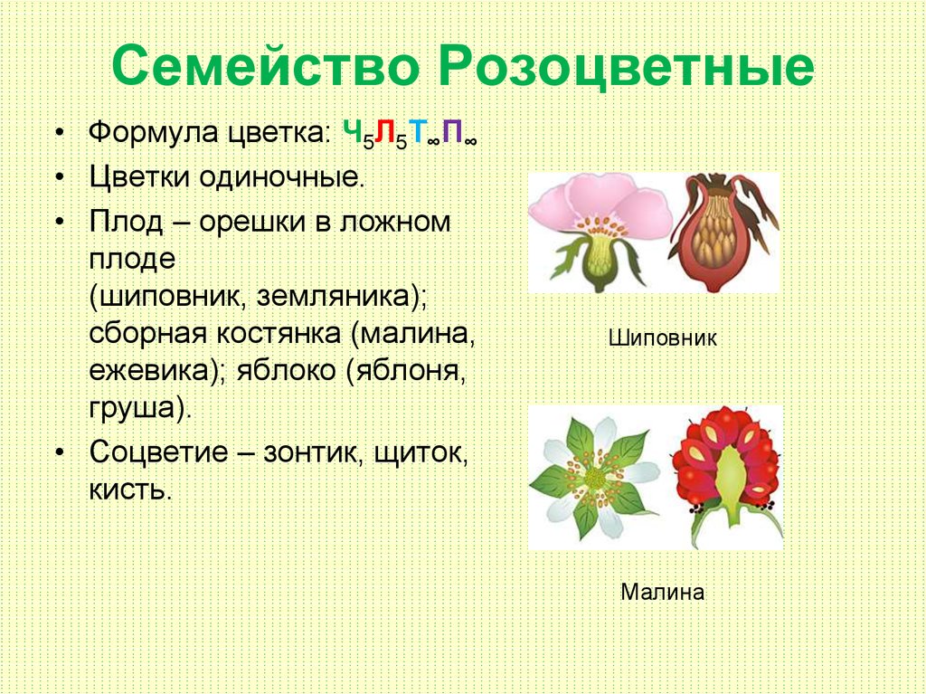 Формула цветка растений семейства розоцветные ответ. Семейства покрытосеменных растений Розоцветные. Характеристика семейства Розоцветные Покрытосеменные растения. Схема цветка семейства розоцветных. Семейство цветковых растений Розоцветные таблица.