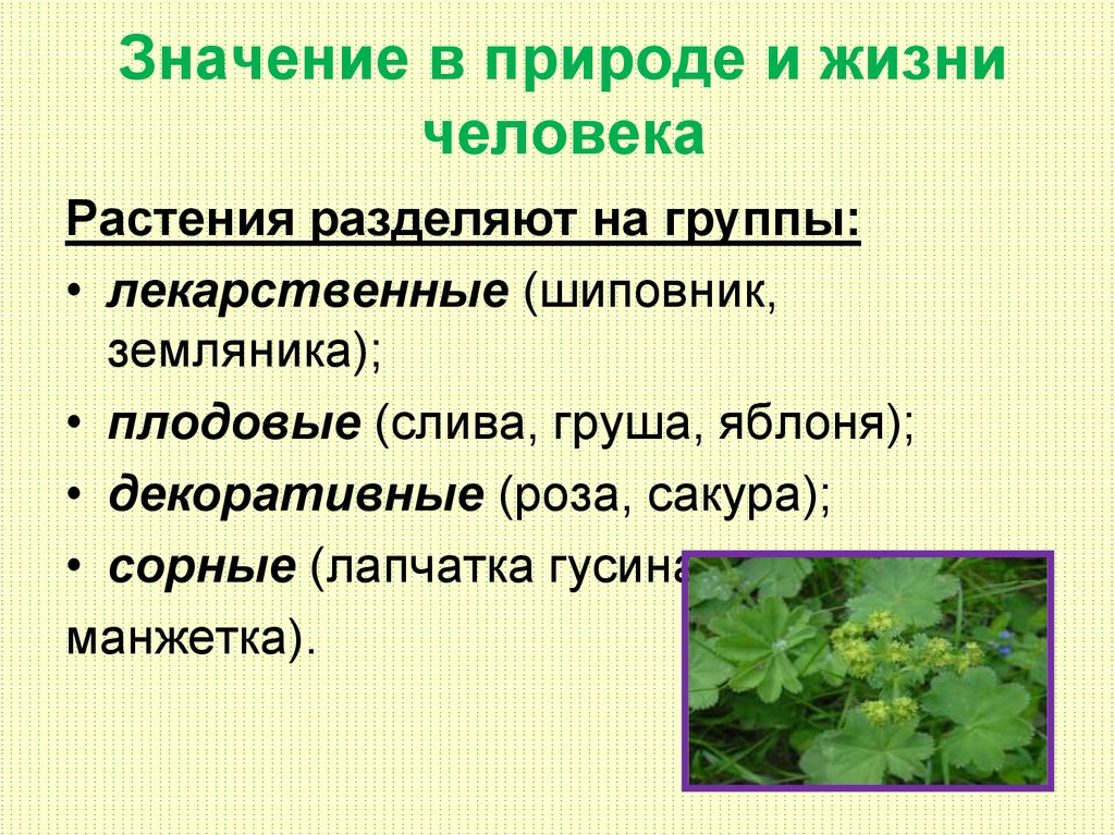 Роль покрытосеменных растений в природе и жизни человека презентация