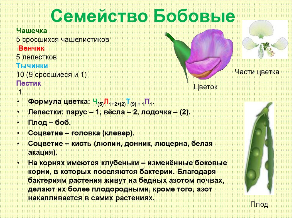 Презентация формула цветка