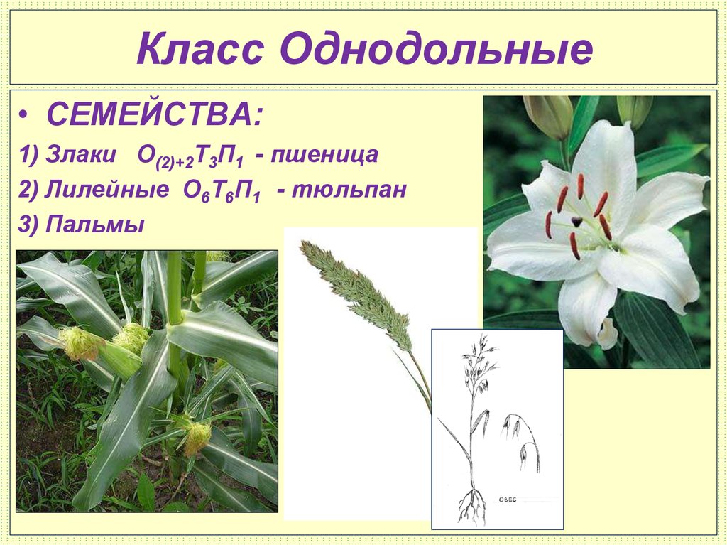 Однодольные презентация 6 класс