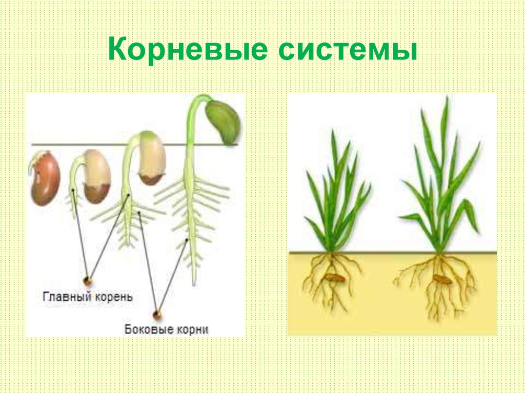 Для растения изображенного на рисунке характерно одна семядоля в семени мочковатая корневая система