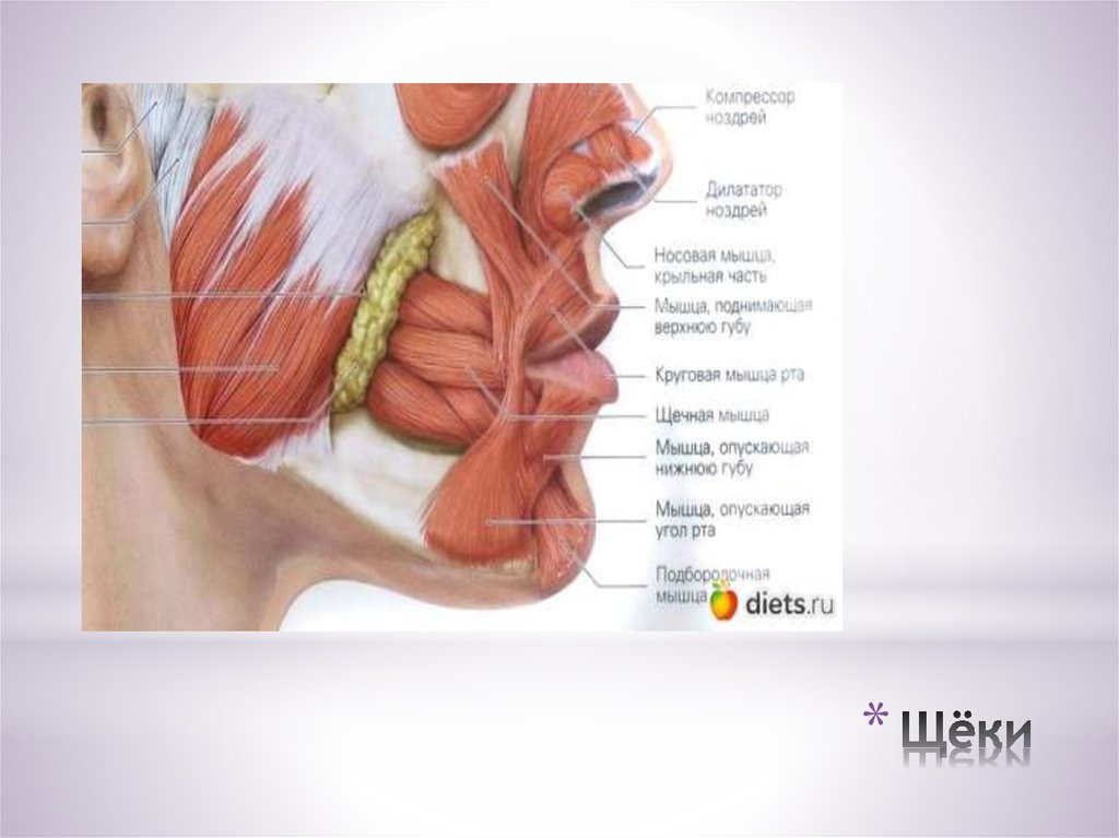 Губы мышцы рта. Круговая мышца рта части. Круговая мышца губ анатомия.