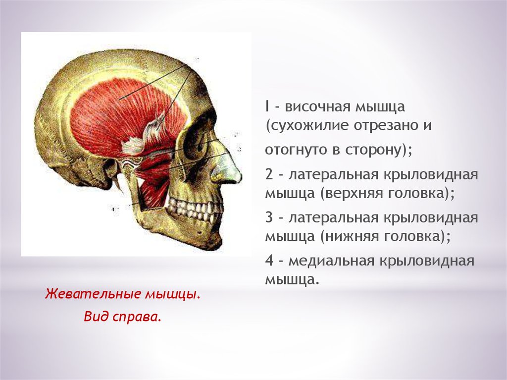 Латеральная крыловидная мышца. Височная жевательная крыловидные мышцы. Жевательные мышцы медиальная крыловидная. Крыловидная и височная мышца. Латеральная жевательная мышца.